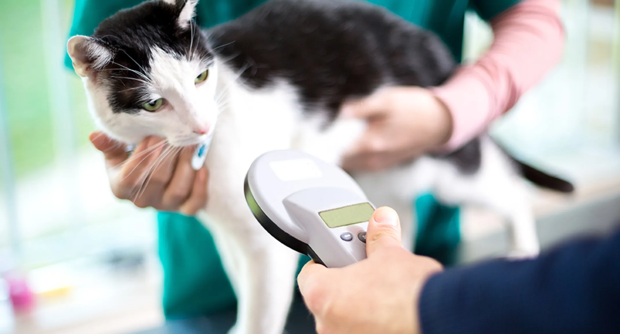 Black and white cat getting microchipped